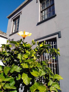 Port Elizabeth, Güney Afrika - 12 Haziran 2025: Turuncu bir amber çiçeği, 1865 Cora Terrace, Port Elizabeth, Güney Afrika 'daki gri boyalı tarihi bir eve çok güzel bir tezat oluşturur. Cora Terrace Bird Caddesi 'nin dışında.. 