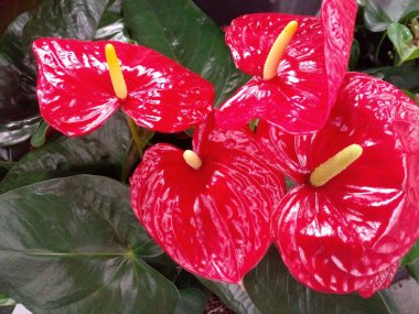 Bir Anthurium, Wallflower değildir. Şarbonlu bitkilere flamingo çiçekleri de denir. Parlak ve dolaylı ışığa ihtiyaçları var. Onları haftada bir kez sula. Direkt güneşe koyma. Onlar tropikal bitkiler, bu yüzden nemde gelişiyorlar..