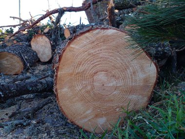 Çam ağacının ormanında daireler çiziyor. Kasaba binası inşaatı için tahsis edilmiş arazide sağlıklı bir ağaç kesildi. Bu yerleşik ağaç, mülke bir tehdit oluşturmadığı için korunmalıydı. Bu doğal bir kaynak israfı.. 
