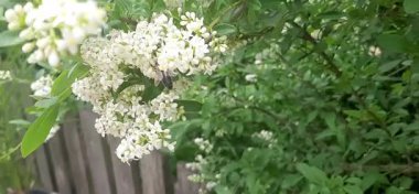 Baharda yeşil çimenler, bir arı Ligustrum çiçeklerini döller.