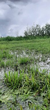 Yağmurdan sonra sudaki çimenler