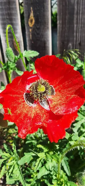 Bahçede güzel kırmızı gelincik