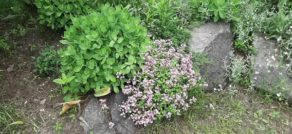 Kekik Sedum Spectabile 'in yanındaki kayalıklarda çiçek açıyor.