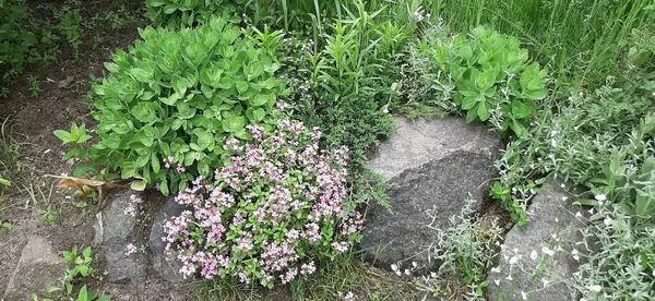 Kekik Sedum Spectabile 'in yanındaki kayalıklarda çiçek açıyor.