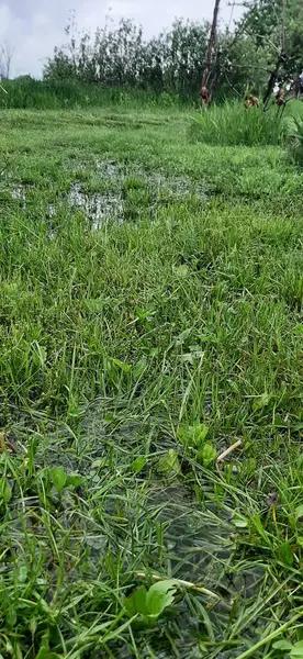 Yağmurdan sonra sudaki çimenler