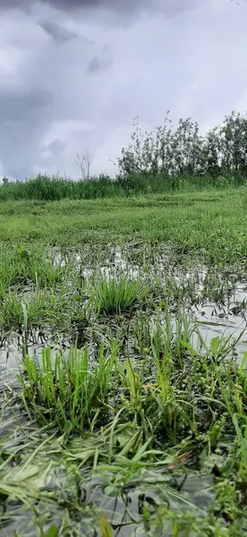 Yağmurdan sonra sudaki çimenler