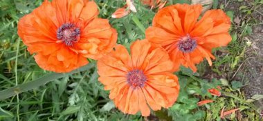 Bahçedeki güzel çiçekler