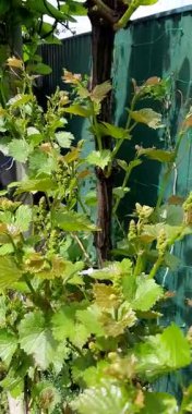 Genç üzüm filizleri rüzgarda hareket eder.