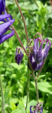 Heteroptera Aquilegia 'ya tırmanıyor.