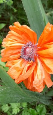 Tarlada haşhaş çiçekleri