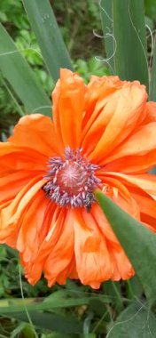 Tarlada haşhaş çiçekleri