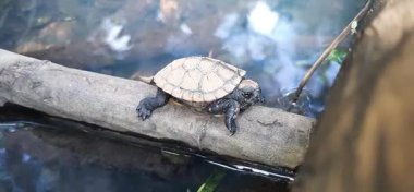 Yavru bir gölet kaplumbağası yaz günü güneşte dinlenir.