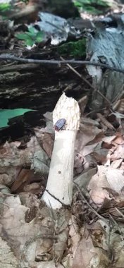 Böcekler Phallus Küstahlığının meyvesini yerler.