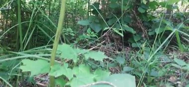 Eğreltiotu gökyüzüne doğru büyümek istiyor..