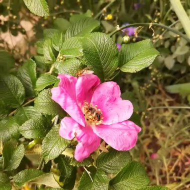 Bir yaban arısı bir gül çiçeğini döller.