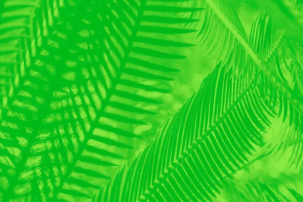 Palmiye yaprakları desenli canlı yeşil soyut arkaplan
