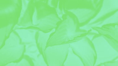 Yaprak desenli, yeşil tonlu, 9 arka planda soyut yeşil 16