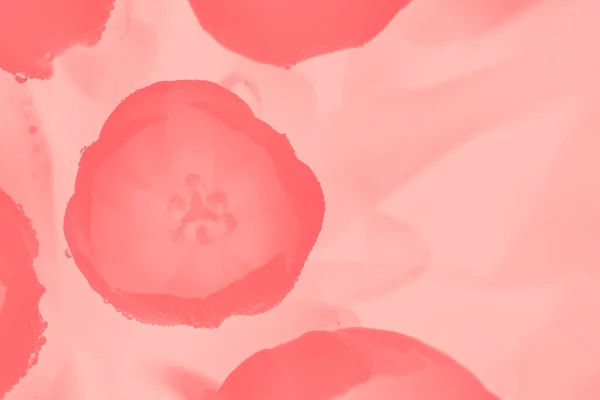 Růžové Korálové Tulipány Kapkami Vody Pastelové Růžové Pozadí Kopírovací Prostor — Stock fotografie