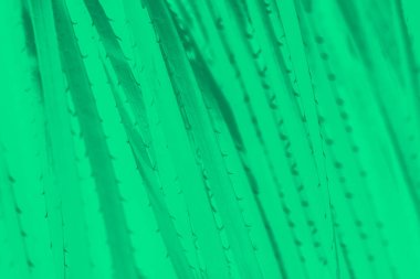 Soğuk yeşil soyut arka plan, kaktüs dikenleri deseni