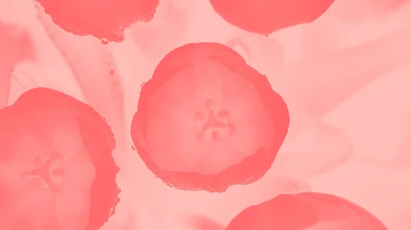 Рожеві Коралові Тюльпани Краплями Води Пастельному Рожевому Фоні Панорамному Форматі — стокове фото