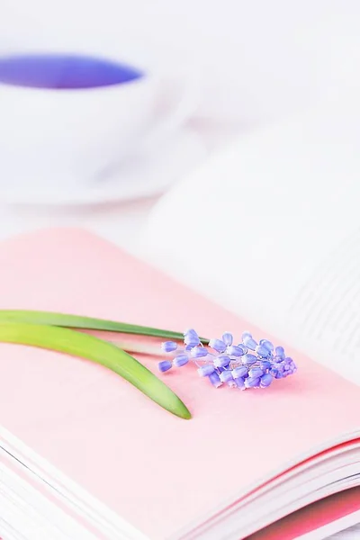 Frühlingsblume Blaue Muscari Oder Traubenhyazinthe Rosa Buchseiten Und Blauer Tee — Stockfoto