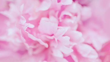 Hassas pembe şakayık çiçekli pastel çiçekli arka plan, panoramik format