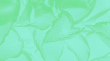 Yaprak desenli, yeşil tonlu soyut panoramik yeşil arkaplan