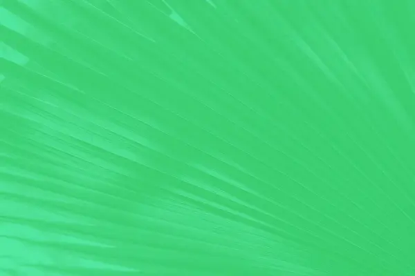 Абстрактный Зеленый Фон Рисунком Пальмовых Листьев — стоковое фото