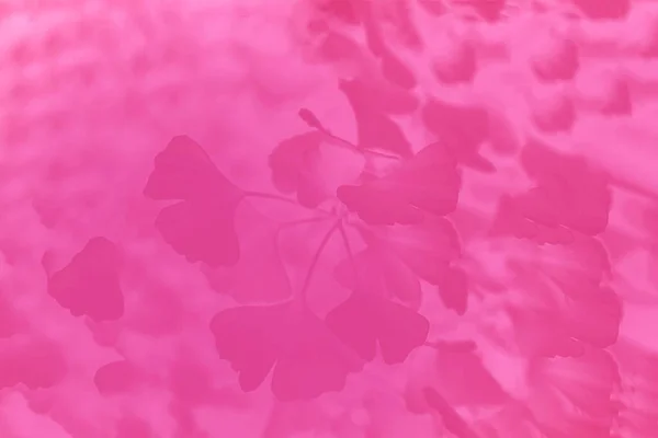 Abstract pink fuchsia color background with ginkgo leaves pattern