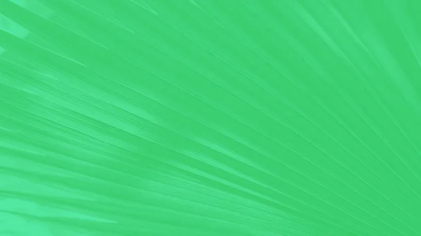 Abstract Green Panoramic Background Palm Leaves Pattern Royalty Free Stock Photos
