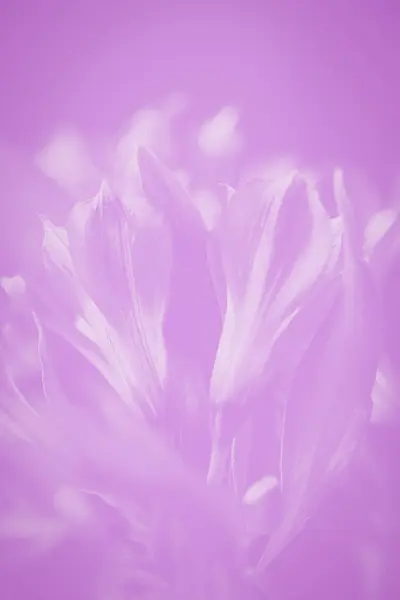 Alstroemeria Flores Suave Violeta Lavanda Color Fondo Floral Espacio Copia Fotos De Stock