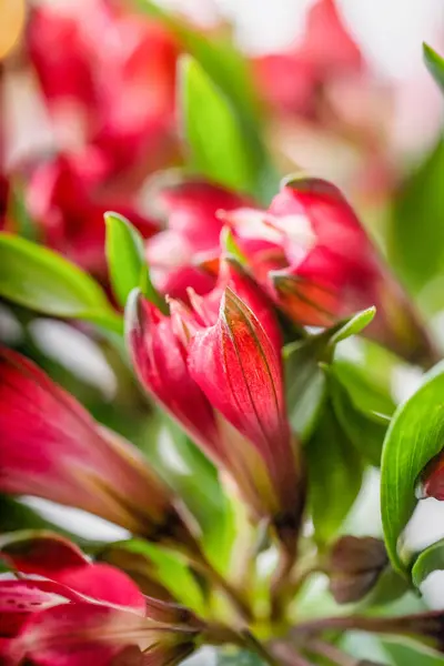 Red Flowers Alstroemeria Peruvian Vibrant Red Coloured Flowers Stock Picture