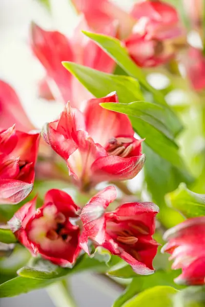Flores Vermelhas Alstroemeria Peruano Flores Vermelhas Vibrantes Fotografia De Stock