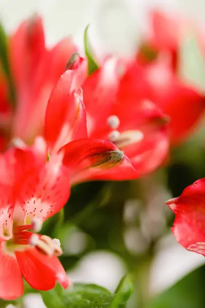 Red Alstroemeria Flowers Light Background Blurred Royalty Free Stock Images