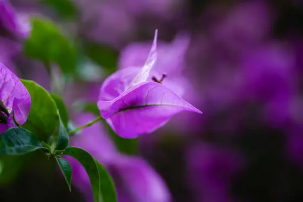 Purple Hermosa Flor Tropical Buganvilla Primer Plano Espacio Copia Imagen De Stock