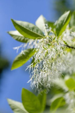 Uçsuz bucaksız ağaçların beyaz çiçekleri ya da Chionanthus Virginicus, mavi arka planda beyaz püsküllü ağaçların güzel çiçekleri.