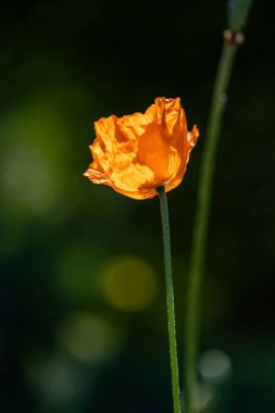 Koyu yeşil arka planda parlayan turuncu haşhaş, kopyalama alanı