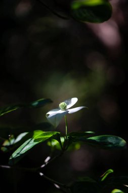 Beyaz çiçek Cornus kousa veya Japon Dogwood botanik bahçesinde siyah bir arka planda