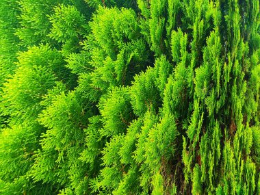 yeşil yosun arkaplan, üst görünüm