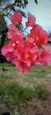 Bahçedeki güzel kırmızı çiçekler