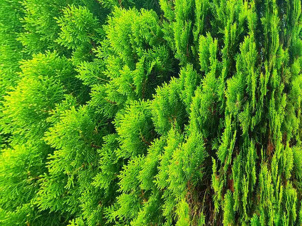 Yeşil çam ağacı dalı arka plan