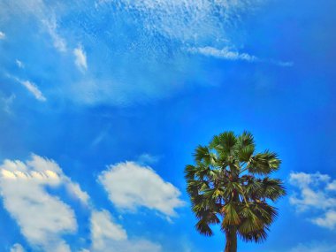 Mavi gökyüzünün arka planında palmiye yaprakları