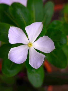 Güzel botanik fotoğrafı, doğal duvar kağıdı.