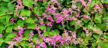 Artan Pembe Mercan Sarmaşığı Çiçekleri Yeşiller Arasında, Vib