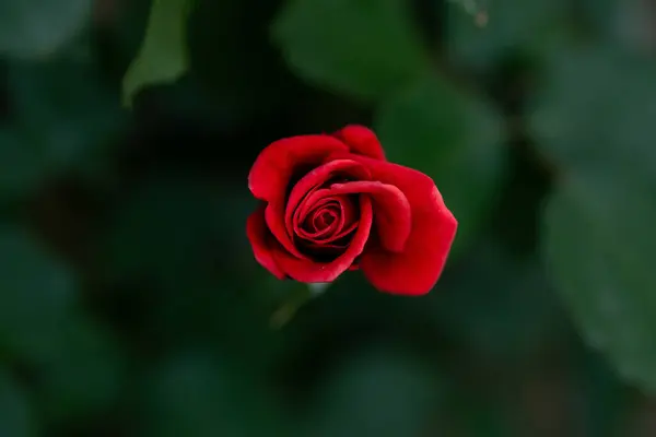 Çiçek açan kırmızı bir güle yaklaş