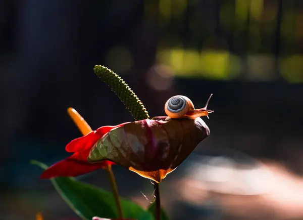 Ormandaki salyangoz. Kapat..