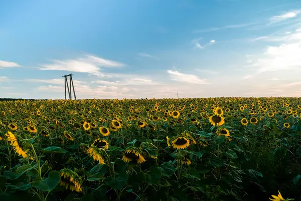 Ayçiçeği yaz alanında