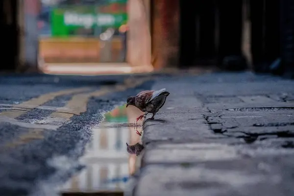 Sokaktaki bir kuşun yakın plan fotoğrafı.
