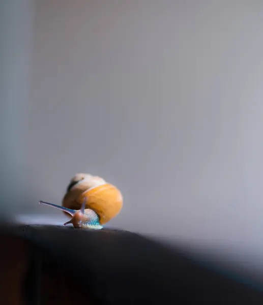 Siyah arka planda salyangoz