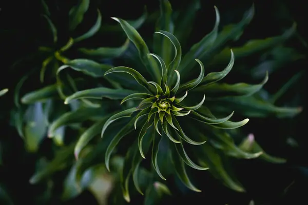 Bitkinin yakın çekim görüntüsü